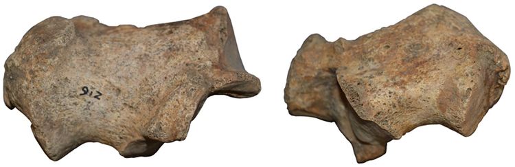 screenshot showing a calcaneus from skeleton